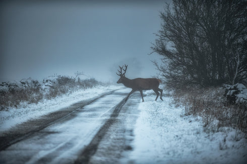 A lone stag crossing the snow covered lane - Print
